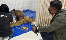 La osa Mina avanza en su recuperación tras cuatro semanas de rehabilitación La osa Mina avanza en su recuperación tras cuatro semanas de rehabilitación