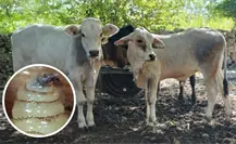 Aumentan los casos de gusano barrenador en Yucatán: Seder mantiene acciones de control y tratamiento gratuito