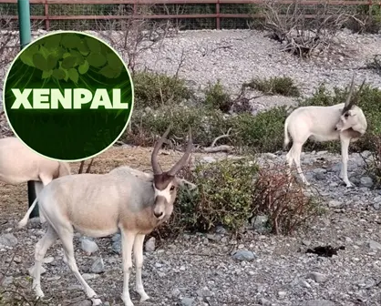 Xenpal recibe el Premio AZCARM 2025 por la conservación del antílope Addax