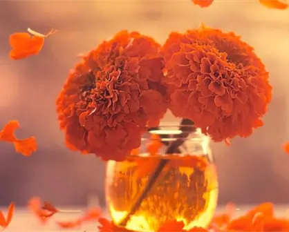 ¿Dónde comprar Flor de cempasúchil en Toluca? Este mercado ofrece los mejores precios de la región