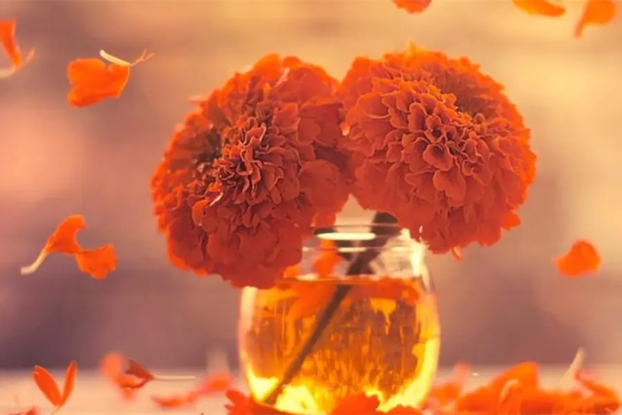 ¿Dónde comprar Flor de cempasúchil en Toluca? Este mercado ofrece los mejores precios de la región