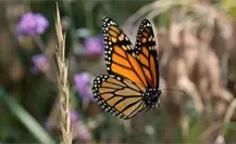 La mariposa monarca pasará retrasada por Tamaulipas