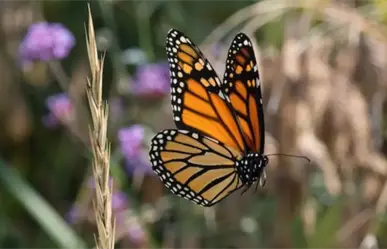 La mariposa monarca pasará retrasada por Tamaulipas