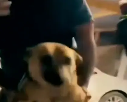 Así dieron de beber whisky a un perro en Aramberri, Nuevo León