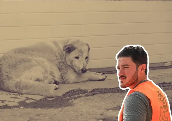 Samuel García exige todo el peso de la ley contra quienes dieron whisky a un perro en Aramberri, Nuevo León