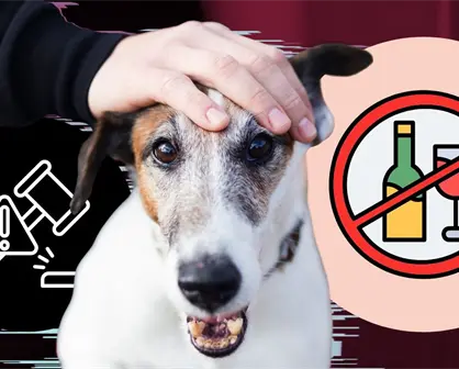 Así castiga Nuevo León a quien dé alcohol a un perro, ¿puede ir a prisión?