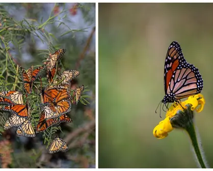 Mariposas monarca llegan a Saltillo: ¿Cómo identificarlas en su paso migratorio?