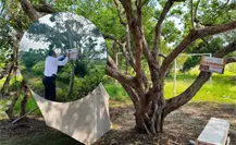 La Profepa denuncia daños a manglares y humedales costeros en la Reserva de la Biosfera Ría Celestún, Yucatán La Profepa denuncia daños a manglares y humedales costeros en la Reserva de la Biosfera Ría Celestún, Yucatán