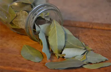 Ritual de laurel para tener bienestar emocional todo el mes de noviembre