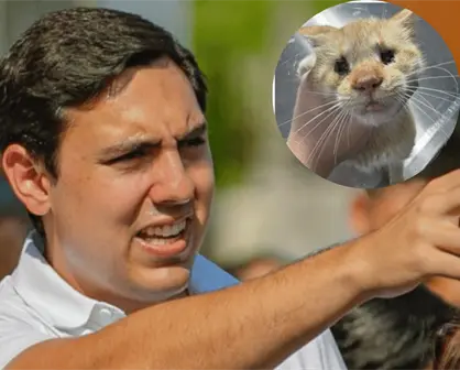 Rescatan a gatita sin ojos en Apodaca; autoridades investigan posible maltrato animal