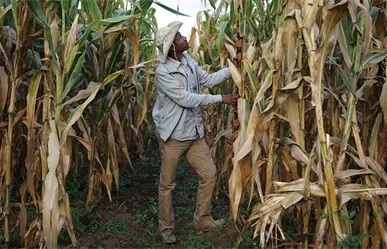 Agricultores y gobierno logran avances parciales en negociaciones sobre el precio del maíz
