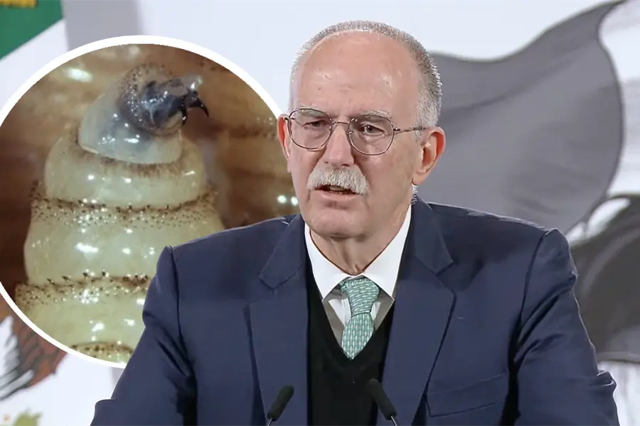 Agricultura descarta fecha para reanudar exportaciones de ganado a EU por gusano barrenador