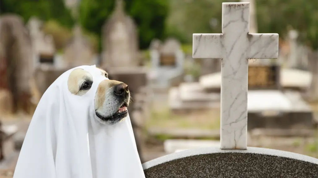 Avanza cementerio para mascotas en Piedras Negras, tras escándalo por crueldad animal