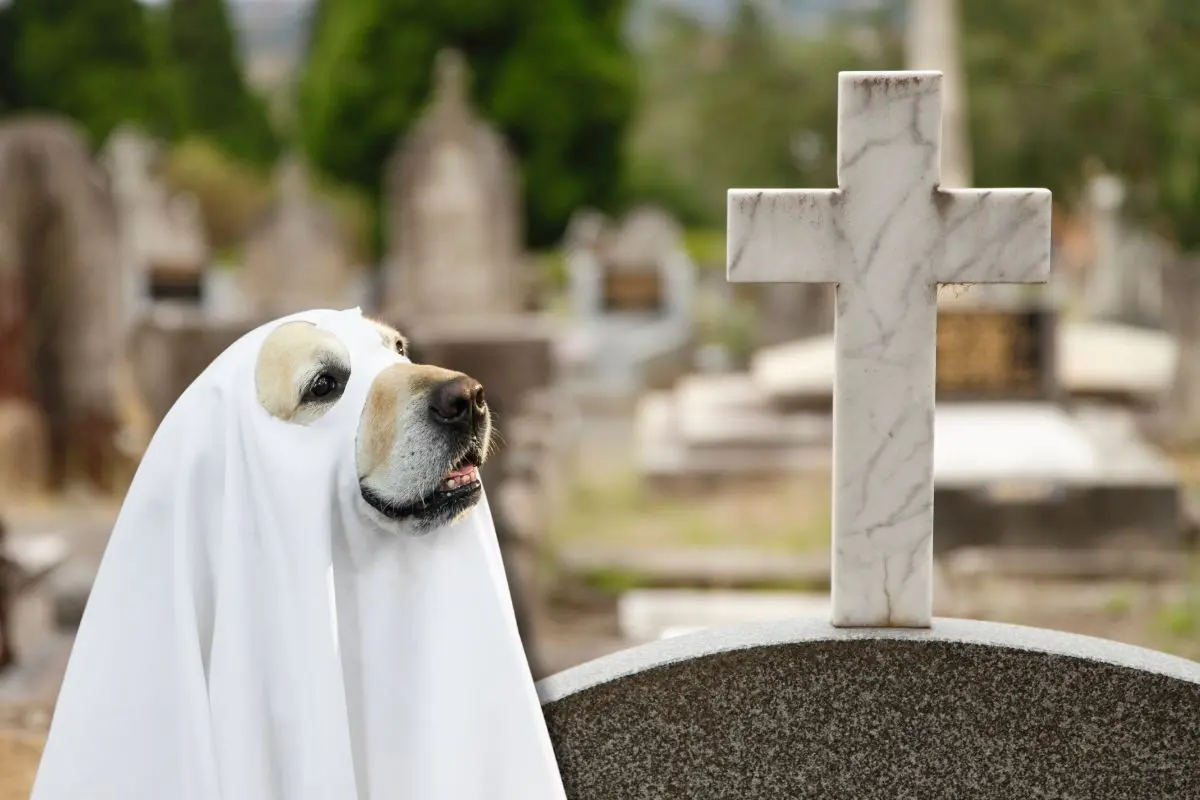 Cementerio de mascotas podría ser una realidad en Piedras Negras / Foto: Composición de Canva