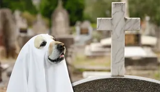 Avanza cementerio para mascotas en Piedras Negras, tras escándalo por crueldad animal