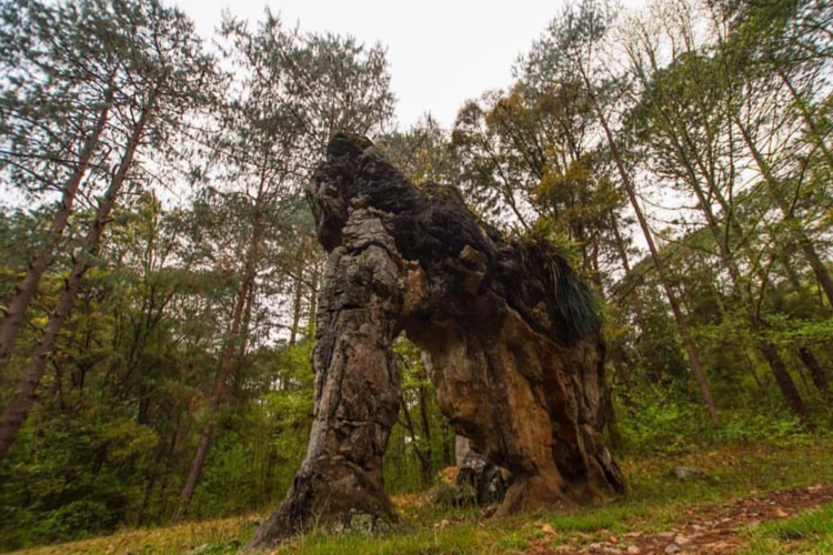 imagen-cuerpo imagen-cuerpo