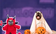 Disfraza a tu lomito y vive la noche más perrorrífica en Apodaca