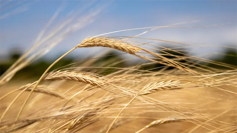 imagen recuadro Los agricultores compiten en desventaja con otros países | Foto: Ramón Sánchez