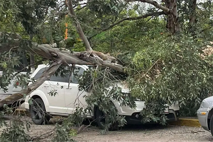 imagen recuadro Algunos cortes en el suministro eléctrico se debieron a la caída de árboles por los fuertes vientos. Foto: Axel Hassel