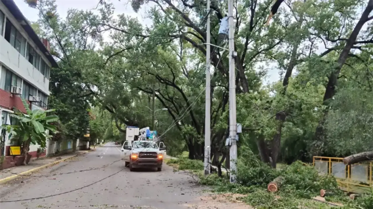 Labores de restablecimiento del servicio eléctrico tras caída de árbol en Ciudad Victoria. Foto: Axel Hassel