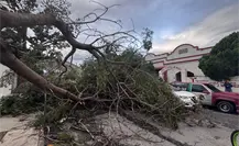 Ráfagas del Frente Frío 11 tumba árboles y un poste eléctrico en Ciudad Victoria Ráfagas del Frente Frío 11 tumba árboles y un poste eléctrico en Ciudad Victoria