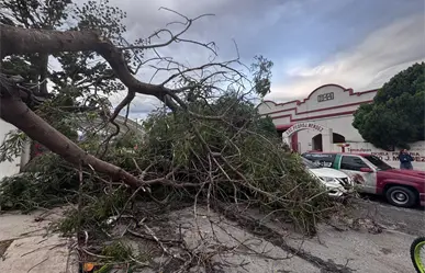 Ráfagas del Frente Frío 11 tumba árboles y un poste eléctrico en Ciudad Victoria