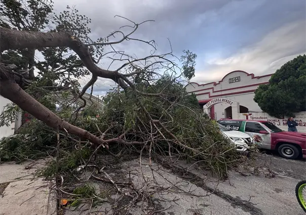 Ráfagas del Frente Frío 11 tumba árboles y un poste eléctrico en Ciudad Victoria