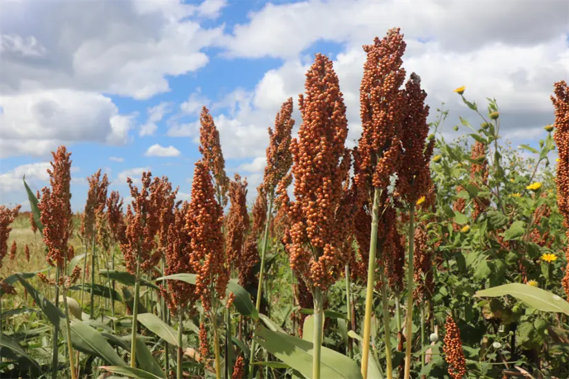 imagen recuadro Es importante realizar insumos agrícolas al alza | Foto: Ramón Sánchez
