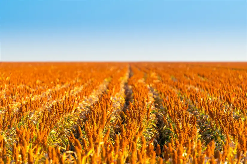 imagen recuadro El diputado planteó regular el flujo de granos | Foto: Ramón Sánchez