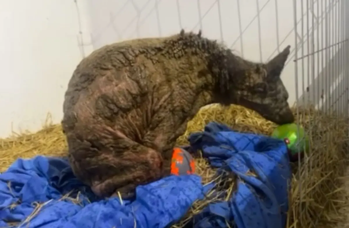 Recuperación de la osa Mina. Foto: Fundación Invictus