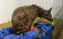 Mina, la osa rescatada, comienza a jugar y mejorar en Fundación Invictus