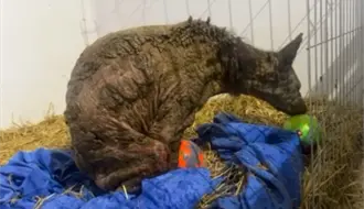 Mina, la osa rescatada, comienza a jugar y mejorar en Fundación Invictus