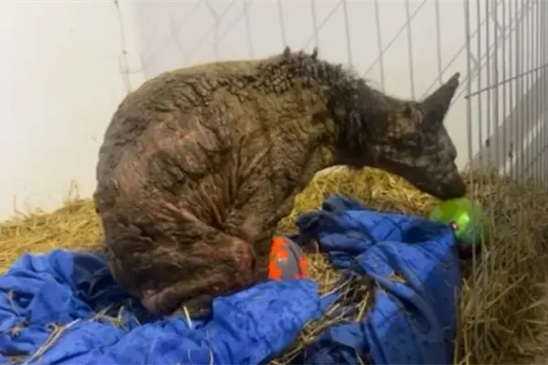 Mina, la osa rescatada, comienza a jugar y mejorar en Fundación Invictus Mina, la osa rescatada, comienza a jugar y mejorar en Fundación Invictus