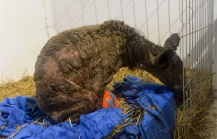 imagen-cuerpo imagen-cuerpo