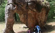 El elefante de piedra en Tamaulipas: un viaje 65 millones de años atrás en la Tierra