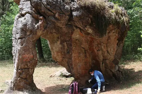 El elefante de piedra en Tamaulipas: un viaje 65 millones de años atrás en la Tierra