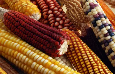 Productores de maíz del Bajío logran acuerdo con gobierno federal: nace el Sistema Mexicano del Maíz