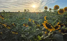 Rancho El Gordo no solo tiene el Festival del Cempasúchil en La Paz: descubre los más famosos