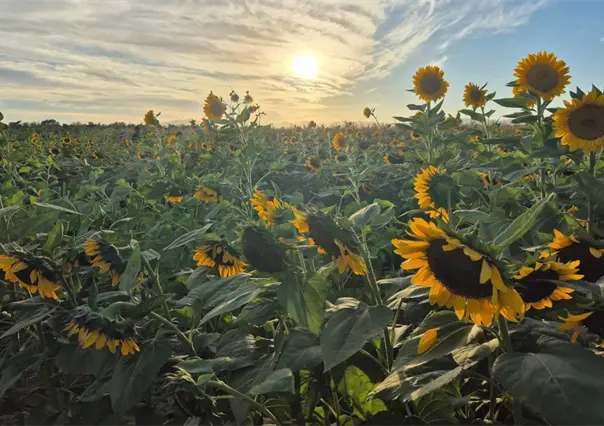 Rancho El Gordo no solo tiene el Festival del Cempasúchil en La Paz: descubre los más famosos
