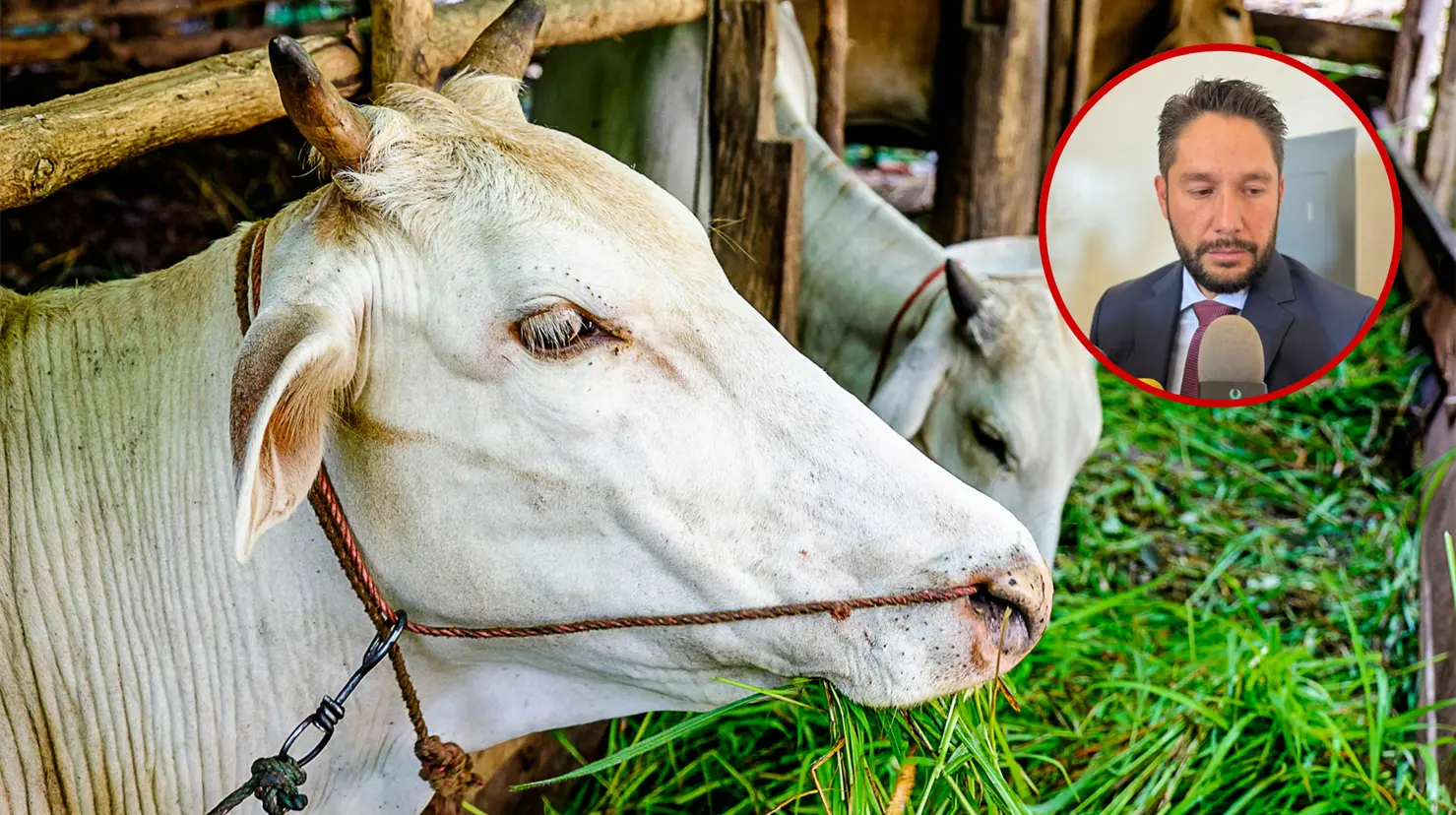 Manifiestan que sectores como la ganadería se deben de fotalecer ante tratado comercial. Foto: Especial.