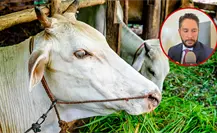 Los 3 sectores productivos de Durango que, según SEDECO, requieren protección económica urgente Los 3 sectores productivos de Durango que, según SEDECO, requieren protección económica urgente