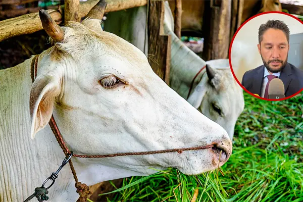 Los 3 sectores productivos de Durango que, según SEDECO, requieren protección económica urgente