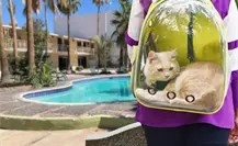 3 hoteles pet friendly cerca del malecón de La Paz donde tu mascota es un huésped especial 3 hoteles pet friendly cerca del malecón de La Paz donde tu mascota es un huésped especial