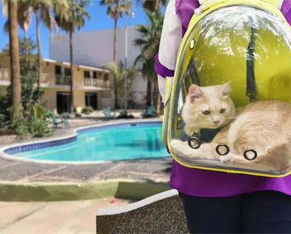 3 hoteles pet friendly cerca del malecón de La Paz donde tu mascota es un huésped especial