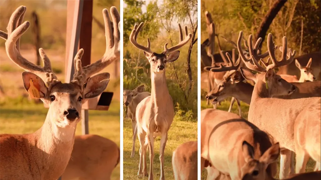 Arranca temporada de caza de vendado en Coahuila, ¿buena o mala para la biodiversidad?