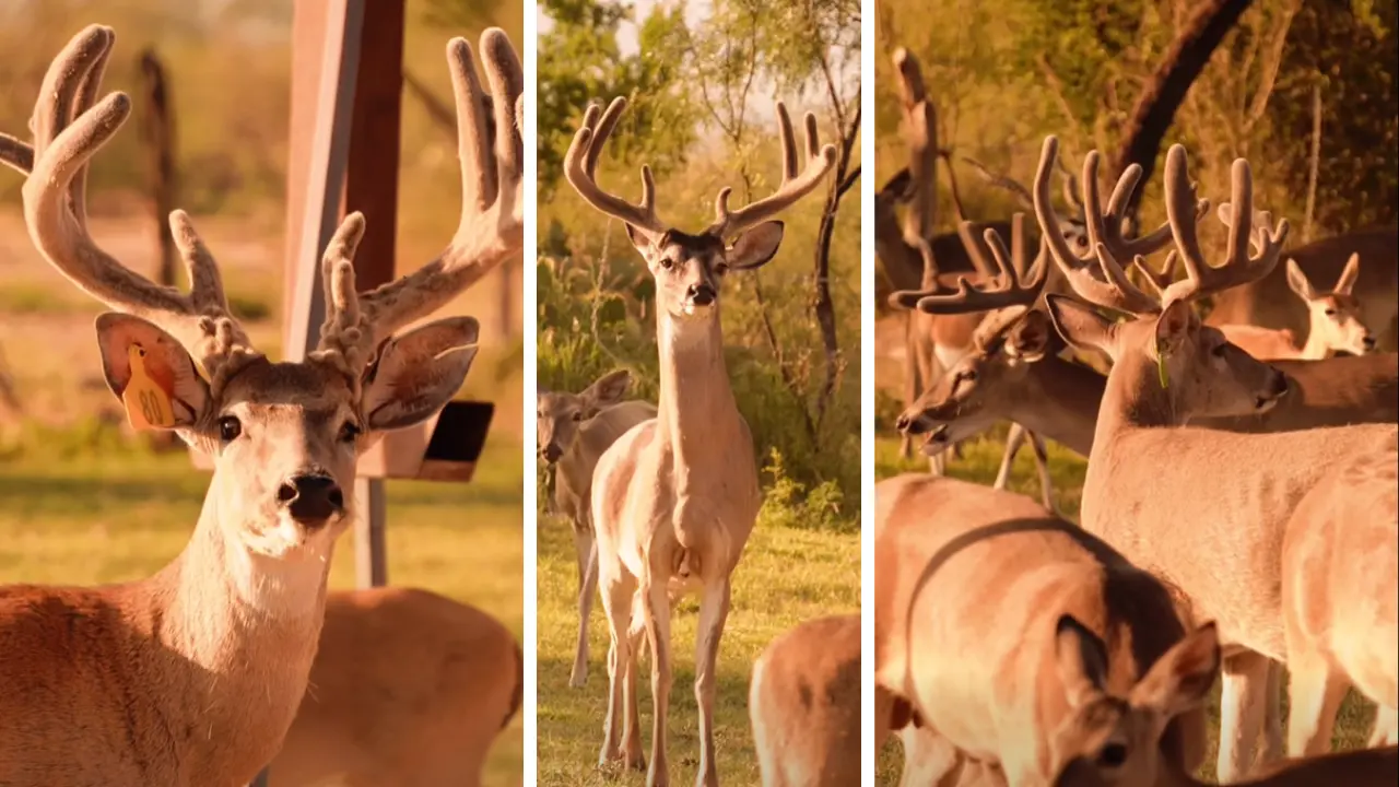 La caza cinegética genera empleos rurales y mantiene vivo el campo coahuilense. /Foto: Angus 2G