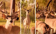 Arranca temporada de caza de vendado en Coahuila, ¿buena o mala para la biodiversidad?
