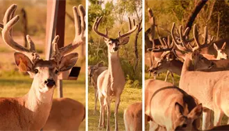 Arranca temporada de caza de vendado en Coahuila, ¿buena o mala para la biodiversidad?