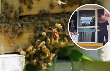 Ataque de abejas en Tizimín: dos menores fueron hospitalizados tras sufrir múltiples picaduras