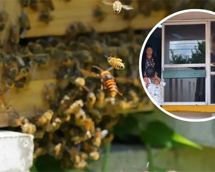 Ataque de abejas en Tizimín: dos menores fueron hospitalizados tras sufrir múltiples picaduras